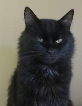 Hershey -  Domestic Long Hair Cat for Adoption in Brockton, Massachusetts - Hershey | PetCurious