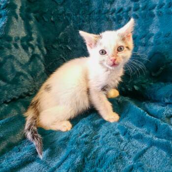 Honey -  Domestic Short Hair Cat for Adoption in Mt. Juliet, Tennessee - Honey | PetCurious