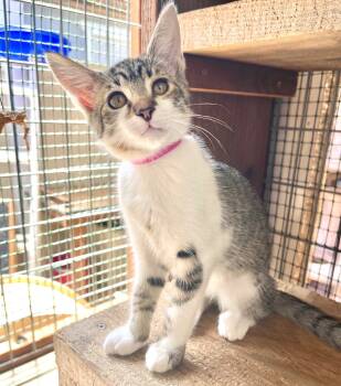 Rescue Tabby Cats for Adoption in Cambria, California - Emma | PetCurious
