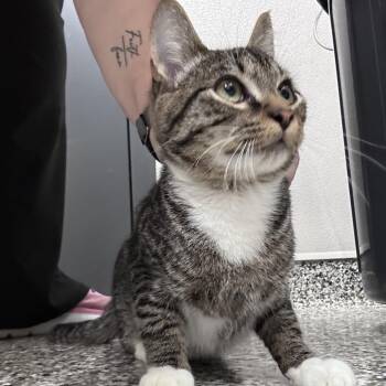 Teddy -  Domestic Short Hair Cat for Adoption in Morganton, North Carolina - Teddy | PetCurious