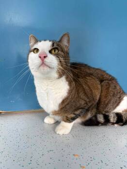 MINI -  Domestic Short Hair Cat for Adoption in Delson, Quebec - MINI | PetCurious