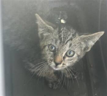 Domestic Short Hair Cats Available for Adoption in Palmetto, Florida - A135530 | PetCurious