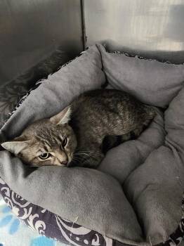 Trent -  Domestic Short Hair Cat for Adoption in Virginia, Minnesota - Trent | PetCurious