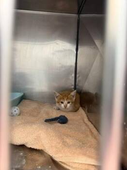 Burr -  Domestic Short Hair Cat for Adoption in Fishers, Indiana - Burr | PetCurious