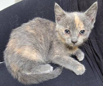 Mandi - Adorable Tortie Baby Girl -  Dilute Tortoiseshell Cat for Adoption in Quentin, Pennsylvania - Mandi - Adorable Tortie Baby Girl | PetCurious