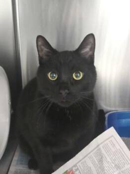 Domestic Short Hair Cats Available for Adoption in Montreal, Quebec - Miloh | PetCurious