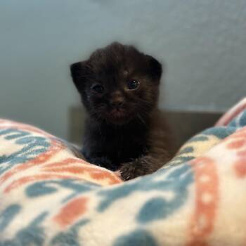 Domestic Short Hair Cats Available for Adoption in Las Vegas, Nevada - Insignia 53899 | PetCurious