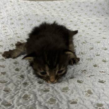 Murphy -  Domestic Medium Hair Cat for Adoption in Canton, Illinois - Murphy | PetCurious