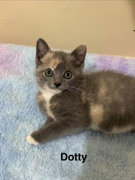 Dotty -  Domestic Short Hair Cat for Adoption in Kenhorst, Pennsylvania - Dotty | PetCurious