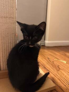 OLIVER -  Domestic Short Hair Cat Available for Adoption in Holbrook, New York - OLIVER | PetCurious