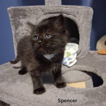 Spencer C11843 -  Domestic Short Hair Cat for Adoption - Spencer C11843 | PetCurious
