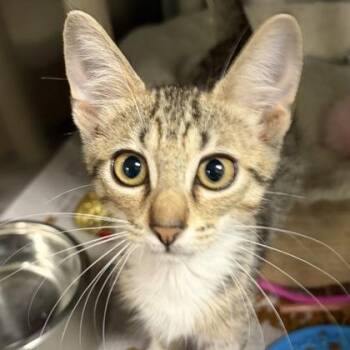 Pooh -  Domestic Short Hair Cat for Adoption in North Myrtle Beach, South Carolina - Pooh | PetCurious
