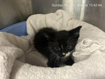Domestic Short Hair Cats Available for Adoption in Ocala, Florida - A382179 | PetCurious