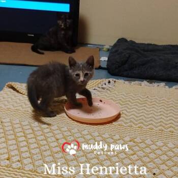 Rescue Domestic Short Hair Cats for Adoption in Council Bluffs, Iowa - Genteel Southern Belles: Miss Henrietta | PetCurious