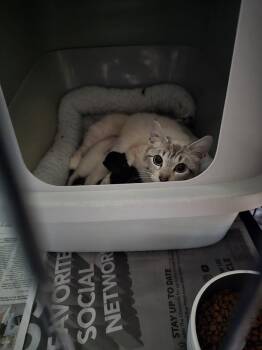 Siamese and Domestic Short Hair Cats Available for Adoption in Pacifica, California - Baddie | PetCurious