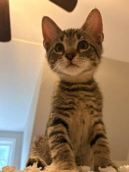 Chai -  Domestic Short Hair Cat for Adoption in Nashville, Tennessee - Chai | PetCurious
