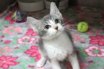 Rescue Domestic Short Hair Cats for Adoption in Brunswick, Georgia - Spud | PetCurious