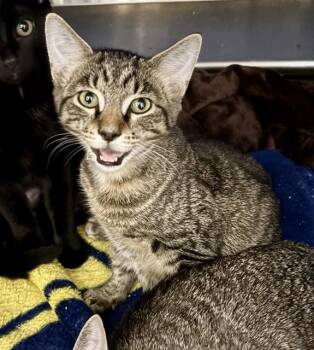 OSAKA -  Domestic Short Hair Cat for Adoption in Kalamazoo, Michigan - OSAKA | PetCurious