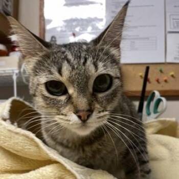 Belle -  Domestic Short Hair Cat Available for Adoption in Bellingham, Washington - Belle | PetCurious