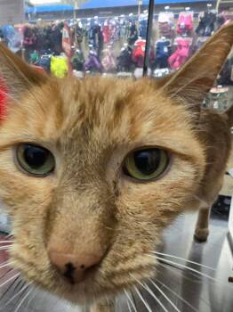 Tabby and Domestic Short Hair Cats Available for Adoption - Jackie Marigold | PetCurious