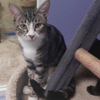 Shoes -  Domestic Short Hair and Mixed Breed Cat for Adoption in Titusville, Florida - Shoes | PetCurious