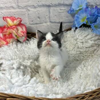 Domestic Short Hair Cats Available for Adoption in Harrisonburg, Virginia - Tammy | PetCurious