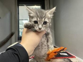 SOLIN -  Domestic Short Hair Cat for Adoption in Rowlett, Texas - SOLIN | PetCurious