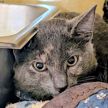 (WC) Chip -  Domestic Medium Hair Cat for Adoption in Huntsville, Arkansas - (WC) Chip | PetCurious