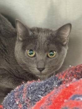 ED -  Domestic Short Hair Cat for Adoption in West Chester, Pennsylvania - ED | PetCurious