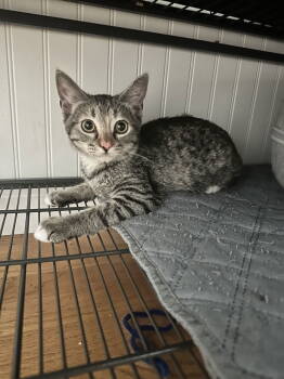 Rescue Domestic Short Hair Cats for Adoption in Davis, California - Gracie | PetCurious