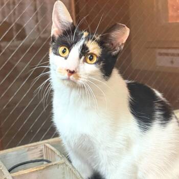 Polina -  Domestic Short Hair Cat Available for Adoption - Polina | PetCurious