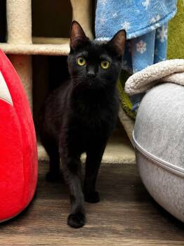 Kathy -  Domestic Short Hair Cat for Adoption in Burnaby, British Columbia - Kathy | PetCurious