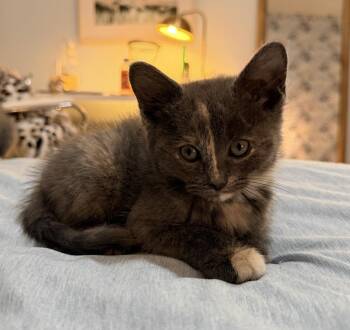 Domestic Short Hair Cats Available for Adoption in Metamora, Illinois - Delilah | PetCurious
