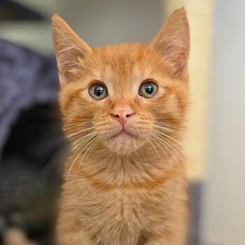 Rescue Domestic Short Hair Cats for Adoption in Vallejo, California - Ritz | PetCurious