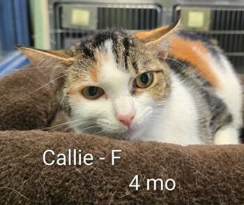 Callie -  Domestic Short Hair Cat for Adoption in Amherst, Virginia - Callie | PetCurious