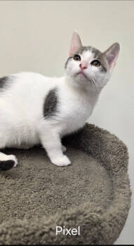 Rescue Domestic Short Hair Cats for Adoption in Rochester, New York - Pixel | PetCurious