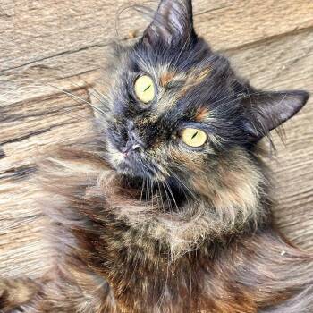 Rosemary -  Domestic Long Hair Cat Available for Adoption in Leechburg, Pennsylvania - Rosemary | PetCurious