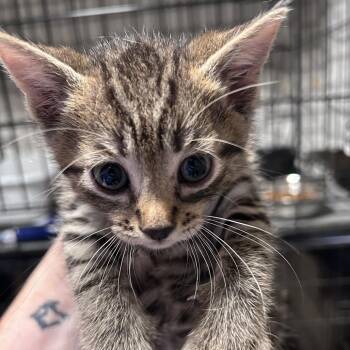 Domestic Short Hair Cats Available for Adoption in Chino Hills, California - Chili (C000-131) City Of Industry Location | PetCurious