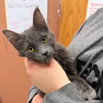 Domestic Long Hair Cats Available for Adoption - Gia | PetCurious