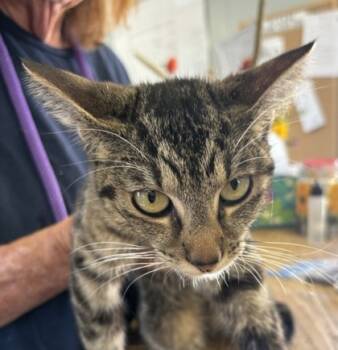 Rescue Domestic Short Hair Cats for Adoption in West Memphis, Arkansas - Lil Puss | PetCurious