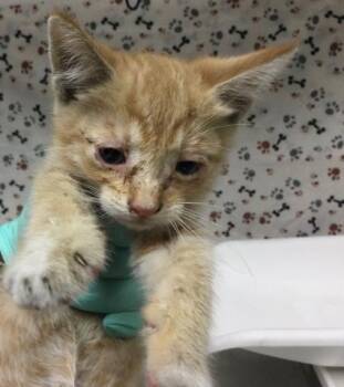 TANGO -  Domestic Short Hair Cat for Adoption in Riverside, California - TANGO | PetCurious