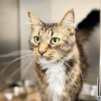 Simba -  Domestic Medium Hair Cat for Adoption in Jackson Township, New Jersey - Simba | PetCurious