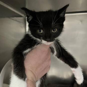 Domestic Medium Hair Cats Available for Adoption in Charleston, West Virginia - Jalapeno | PetCurious