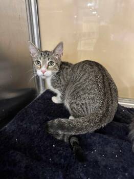 Rescue Tabby and Domestic Short Hair Cats for Adoption in Antioch, California - Pooh Bear | PetCurious