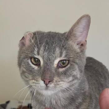 Domestic Short Hair Cats Available for Adoption in Zanesville, Ohio - Benny | PetCurious