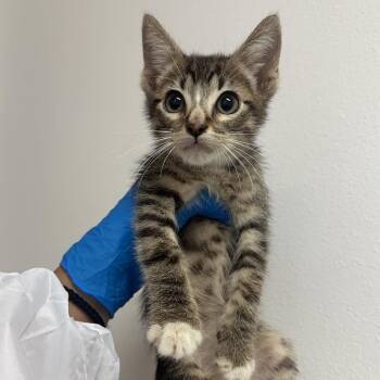 Charles -  Domestic Short Hair Cat for Adoption in Edinburg, Texas - Charles | PetCurious