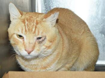 CAPTAIN (BARN CAT) -  Domestic Short Hair Cat for Adoption in Sacramento, California - CAPTAIN (BARN CAT) | PetCurious