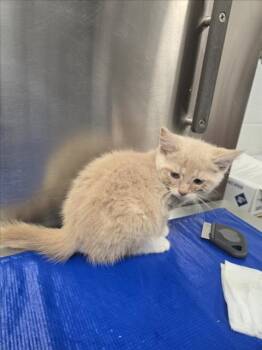 PLOVER -  Domestic Short Hair Cat for Adoption in Hagerstown, Maryland - PLOVER | PetCurious