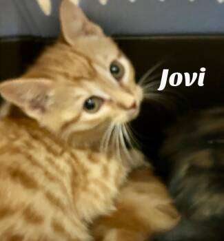 Rescue Domestic Short Hair Cats for Adoption in Owasso, Oklahoma - Jovi | PetCurious