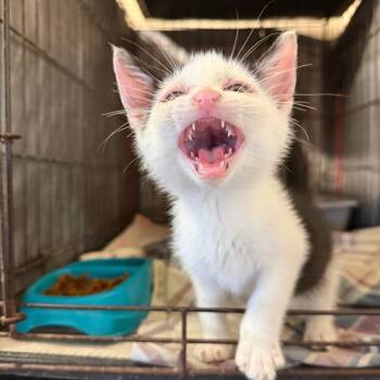 Domestic Short Hair Cats Available for Adoption in Stephenville, Texas - Hico | PetCurious